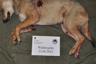 Le loup a été tué sur la commune de Planfayon (FR).